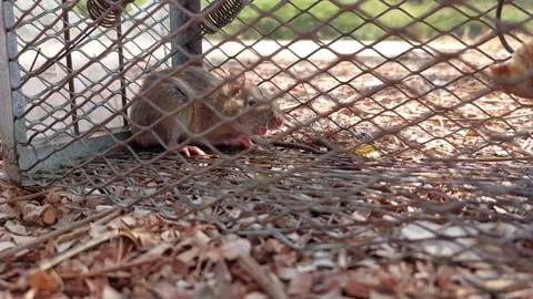 Rat stuck in cage, jumping, scared Stockbeeldmateriaal 268243492