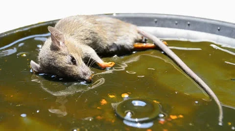 Rat stuck in trap Stock Footage 22771212