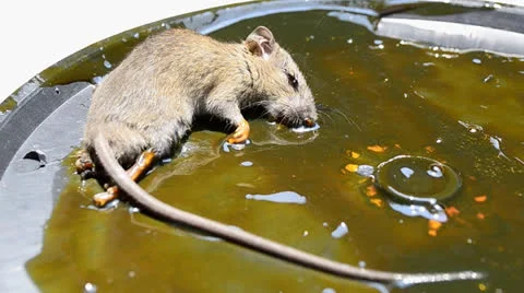 Rat stuck in trap Stock Footage 22772266