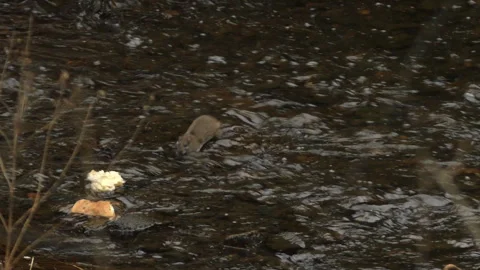 Rat swimmer 動画素材 301016553