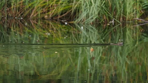 Rat Swimming Across River, Side View, Tacking Shot 動画素材 222780908