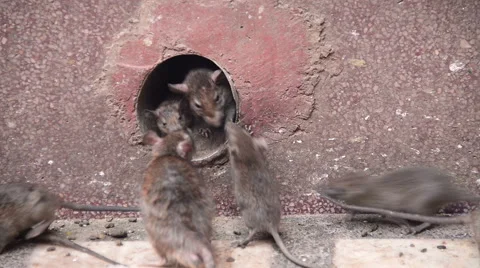 Rat temple Video stock 40884391