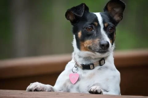 Rat terrier looking out Stock Photos