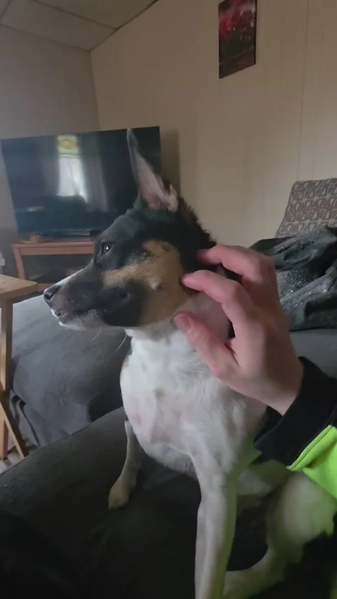 Rat Terrier Slapped Me in the Face, Bloomer, Wisconsin, USA - 03 Apr 2026 Stock Footage 332359817