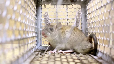 Rat trap, Background of the fear, Feeling of blur background. Stock Footage 51864761