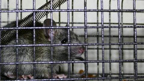 Rat trap Stock Footage 236726315