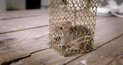 Rat in a Trap Stock Footage 249052323