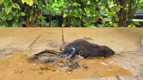 A rat trap on the glue at floor Stock Footage 220505182
