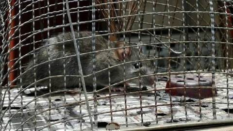 Rat trap grid cage side view Stock Footage 79639750