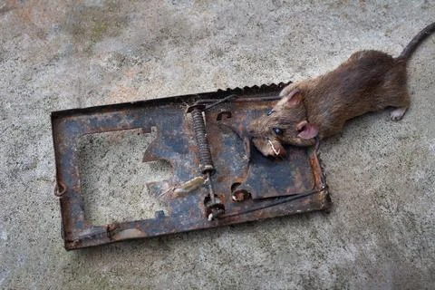 A rat trap killer Stock Photos