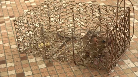 Rat in a trap, Malaysia Stock Footage 135719349
