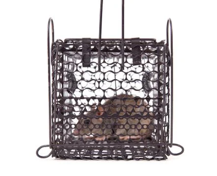 Rat trap Foto stock
