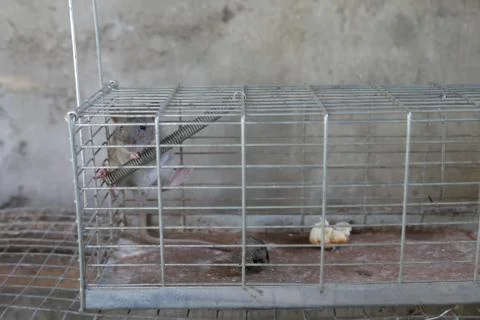 Rat in a trap Stock Photos