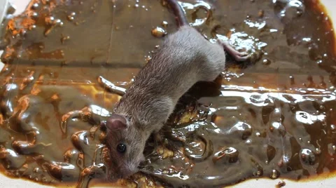 Rat trapped Adhesive Stock Footage 56084740