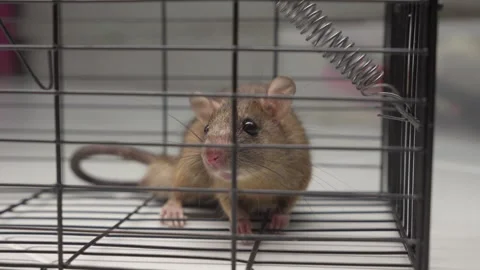 Rat trapped in a cage. Close up of Rodents, pests control Vidéo 337904546