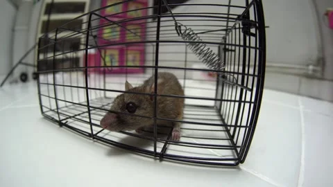 Rat trapped in a cage. Fisheye angle view Stock Footage 337739657
