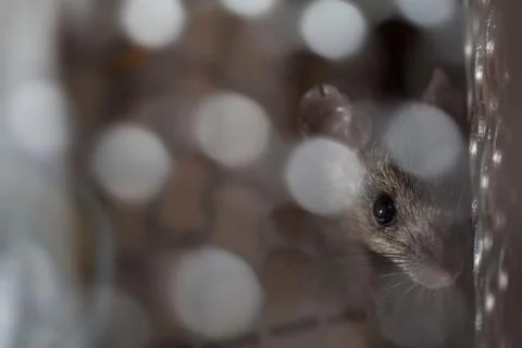 Rat trapped in a cage mouse trap inside at home. Stock Photos