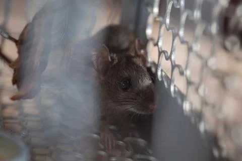 Rat trapped in a cage mouse trap inside at home. Stock Photos