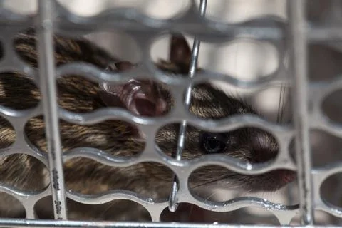 Rat trapped in a cage mouse trap inside at home. Stock Photos
