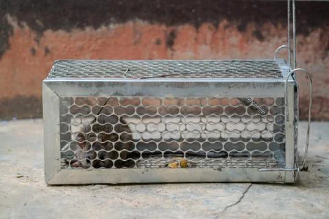 Rat trapped in a cage Foto stock