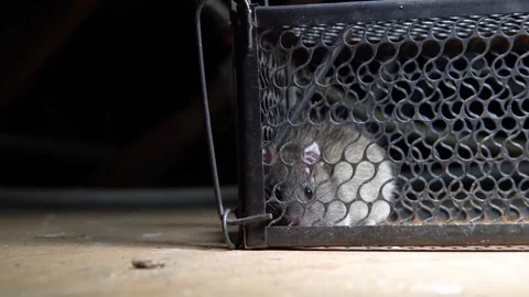 Rat trapped in cage trap inside dark attic or basement with cinematic lightin Stock Footage 337411031