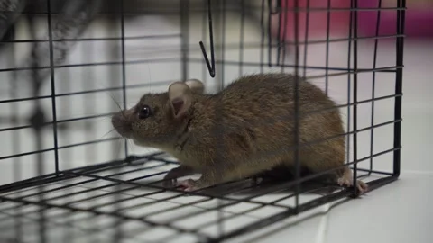 Rat trapped in a cage trying to escape for pest control Stock Footage 337953019