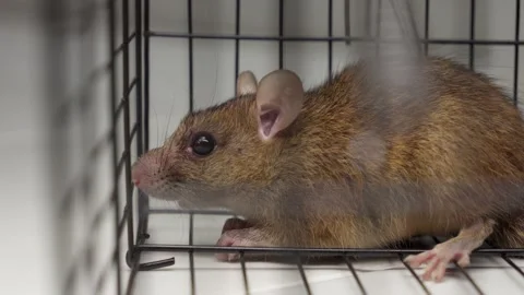 Rat Trapped Captured in Cage Close-Up, Rodent Pest Control Concept Stock Footage 336025455