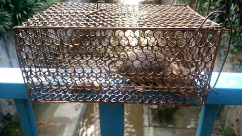 A rat trapped Stock Footage 83840958