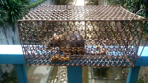 A rat trapped Stock Footage 83840970