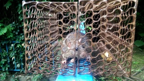 A rat trapped Stock Footage 83840980