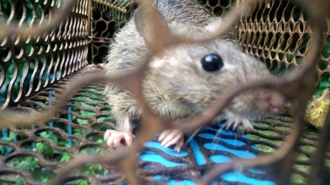 A rat trapped Stock Footage 83840987