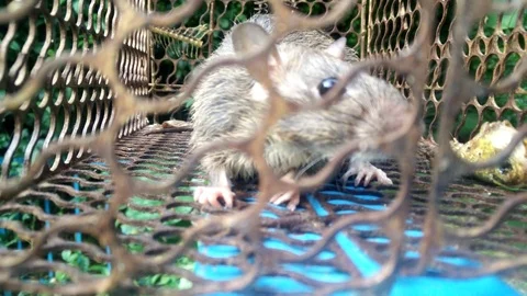 A rat trapped Stock Footage 83841003