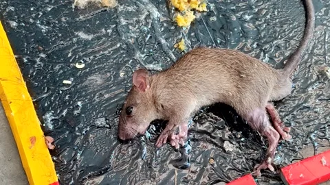 A rat trapped on a glue trap a concept for effective household pest control Stock Footage 337683386