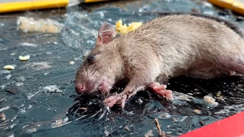 A rat trapped on a glue trap a concept for effective household pest control Stock Footage 337683391