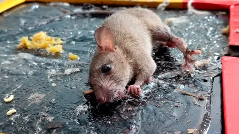 A rat trapped on a glue trap a concept for effective household pest control Stock Footage 337683416