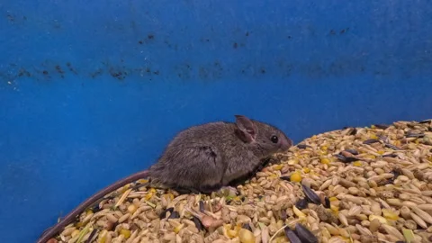 Rat Trapped in Grain Bin Stock Footage 322090754