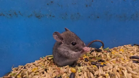 Rat Trapped in Grain Bin Stock Footage 322091062