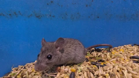 Rat Trapped in Grain Bin Stock Footage 322091196