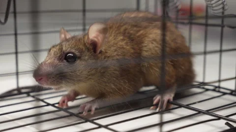 Rat trapped inside cage during pest control operation Stock Footage 337209537