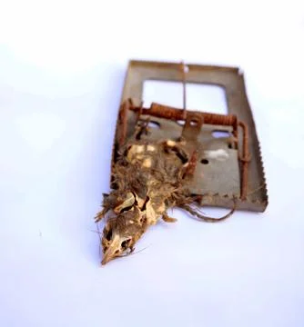 Rat trapped. Stock Photos