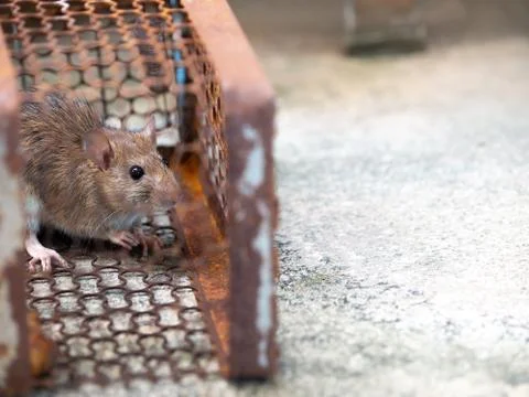Rat is trapped in a trap cage or trap. the dirty rat has contagion the diseas Stock Photos