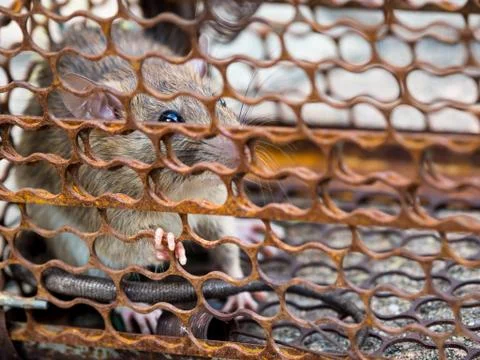 Rat is trapped in a trap cage or trap. the dirty rat has contagion the diseas Stock Photos