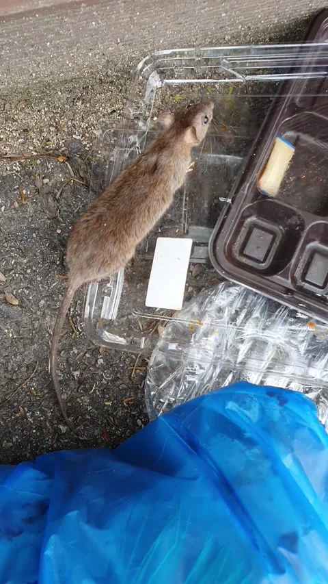 A rat in the trash eats plastic Video stock 312313924