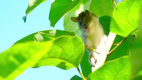 Rat on tree Stock Footage 224291849