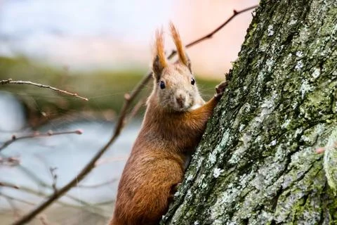 Rat on tree Fotos de archivo
