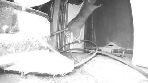 Rat tries to go through a crawl space door/opening Stock Footage 259568976