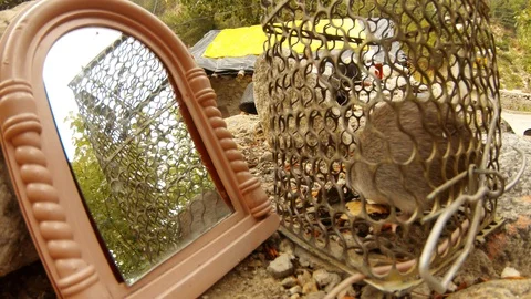 The rat is trying to get out of the cage near the mirror in the mountains Stock Footage 113349311