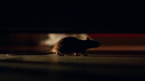 Rat under the bed Stock Footage