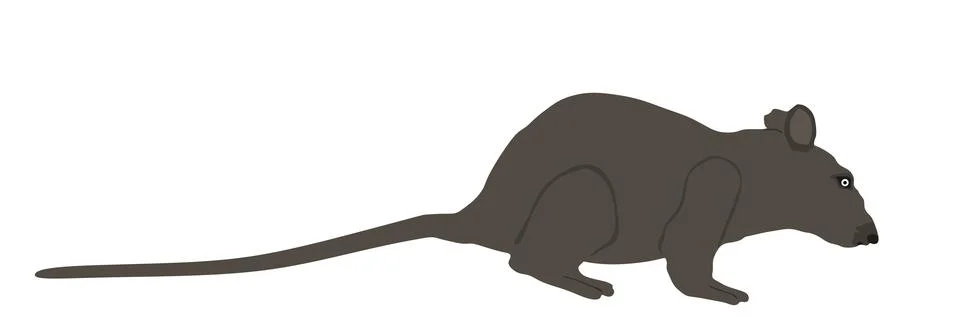 Rat vector illustration isolated on white Stock Illustration