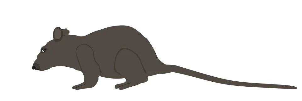 Rat vector illustration isolated on white Stock Illustration
